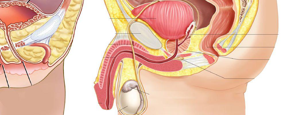 L’iperplasia prostatica e la caduta dei capelli